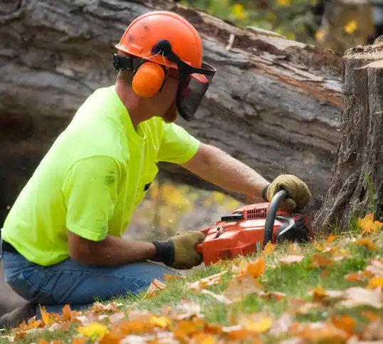 tree services Shelburne Falls